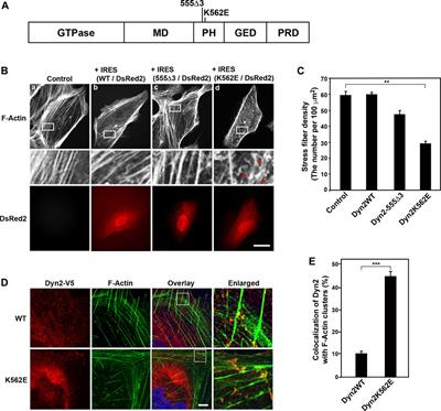 The Lipid-Binding Defective Dynamin 2 Mutant in Charcot-Marie-Tooth Disease Impairs Proper Actin Bundling and Actin Organization in Glomerular Podocytes